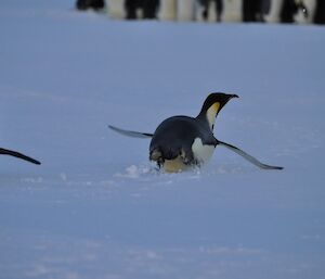 A toboganning penguin