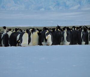 A male emperor penguin checking his egg in the centre of the photo