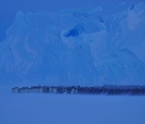 The huddle moving with penguins streaming down one side as they move their position within the huddle