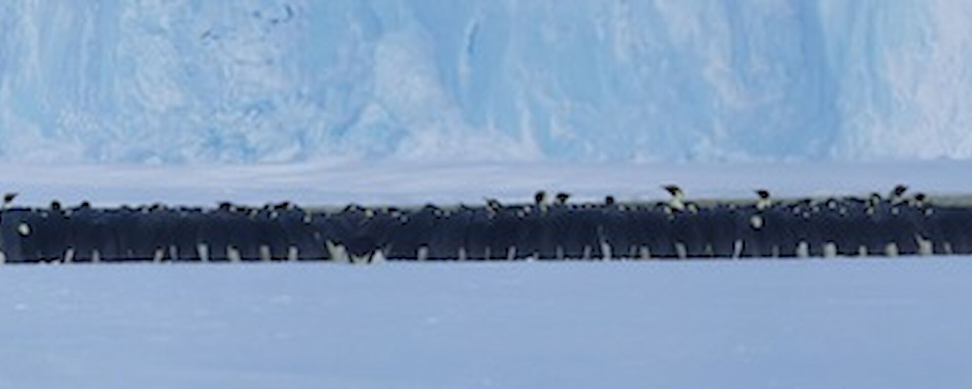 A panorama of the Auster emperor penguin colony