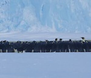 A panorama of the Auster emperor penguin colony
