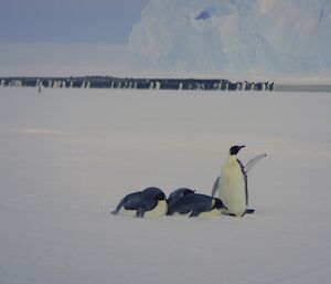 In the cold conditions, even the mavericks wanted to be close to each other