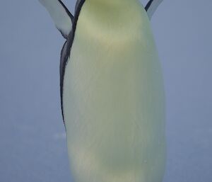 An emperor penguin with its flippers held out suggesting a welcome to us