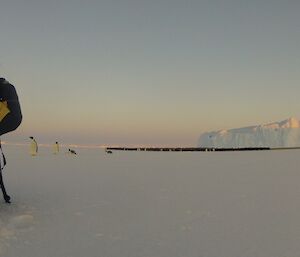 Robert photographing the penguins