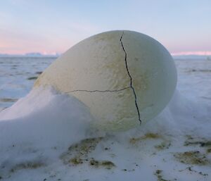 A frozen cracked penguin egg lost on the sea-ice