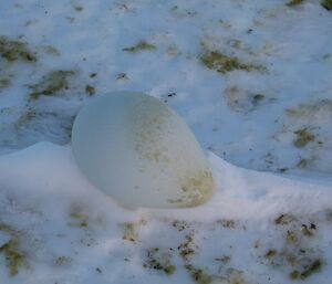 A large frozen emperor penguin egg lost on the sea ice