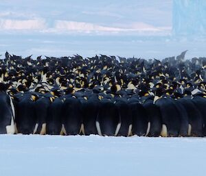 Male emperor penguins huddling together to protect themselves from the violent storms
