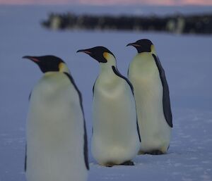 Three Emperor Penguins lined up and posing