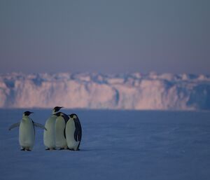 Four emperor penguins with an Iceberg in the background