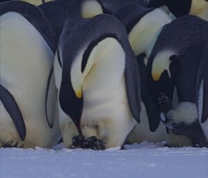 Emperor Penguin Checking the Egg resting on his feet