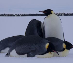 Two penguins standing and three lying down in the foreground 100m away from a large huddle of thousands of penguins