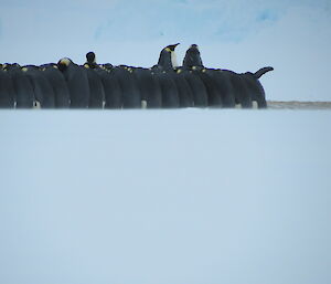 The incubating male penguins packed into the huddle