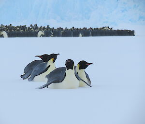 A small group of non breeding penguins leave the huddle in the distance and toboggan towards us