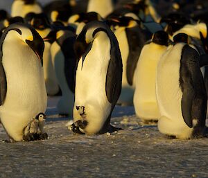 Two adult emperors with newly hatched chicks on top of their feet