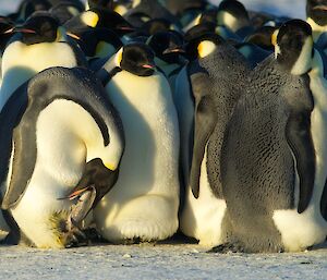 A newly hatched chick feeding by placing its head into the mouth of it’s mother