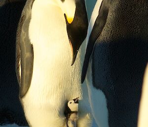 A newly hatched chick on its mother’s feet looking up with the adult lowering its head towards the chick