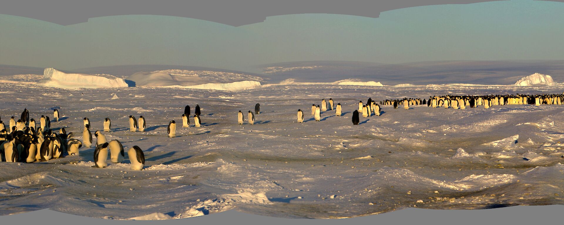 The scene at Auster on 28th July with the penguins stretched out over 800m gathered together in 4 main groups with lots of movement of penguins between groups