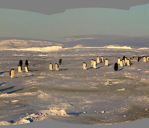 The scene at Auster on 28th July with the penguins stretched out over 800m gathered together in 4 main groups with lots of movement of penguins between groups