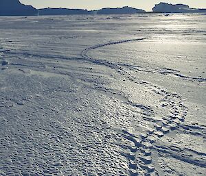 This track was made days before the photo was taken and hence it has been subject to wind erosion and is elevated. There are only emperor penguins at Auster so what was the penguin doing?