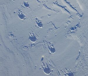 The tracks in the snow of an adult emperor penguin walking. Note the slight brush of the tail between the footprints