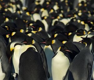 An emperor penguin chick standing on the sea ice beside its parent