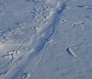 This track is made by an adult penguin tobogganing. The central depression was made by the chest and abdomen with the feet behind. The flipper imprints on the right are providing balance in the forward propulsion