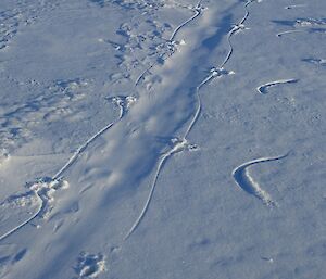 This track is made by an adult penguin tobogganing. The central depression was made by the chest and abdomen with the feet behind. The flipper imprints on the right are providing balance in the forward propulsion