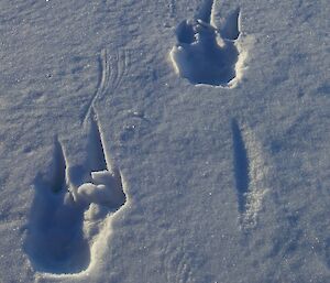 An adult walking in soft snow. The tail lightly brushes the snow in front of the footprints