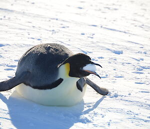 An adult with its beak full of snow