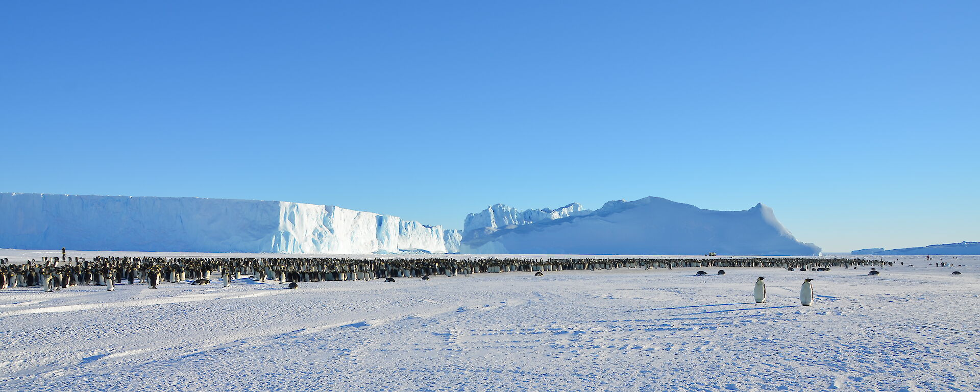 A large group of breeding emperor penguins on the sea-ice with icebergs in the background