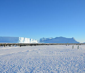 A large group of breeding emperor penguins on the sea-ice with icebergs in the background