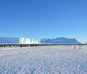 A large group of breeding emperor penguins on the sea-ice with icebergs in the background