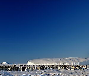 A closer view of the colony with the penguins concentrated on the periphery and open spaces in the centre of the group