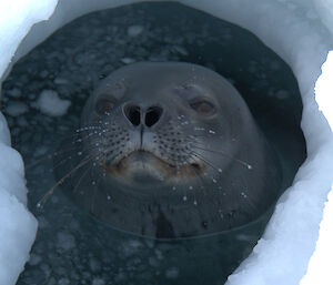 A Weddell seal appears at a hole in a tide crack