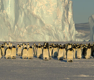 The adults all with chicks facing the sun with massive icebergs behind