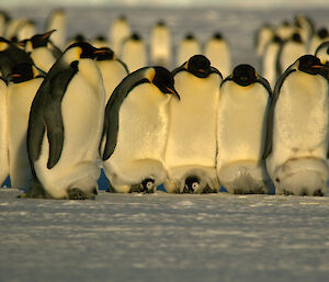 Five adult emperor penguins proudly displaying their large chicks still on the tops of their feet partly covered by the brood pouch