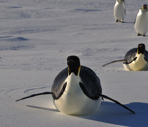 Emperor penguins tobogganing towards the photographer