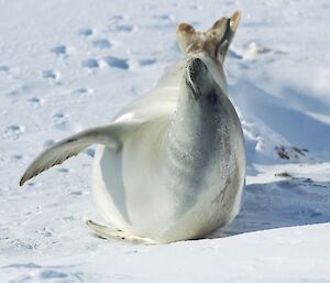 A young female crabeater seal