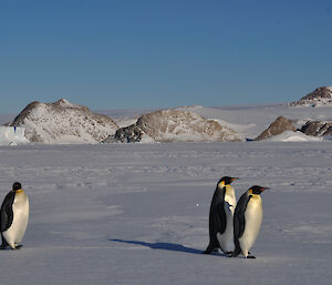 Islands close to the ice plateau, showing Cape Bruce with three emperor penguins on the sea-ice in the foreground