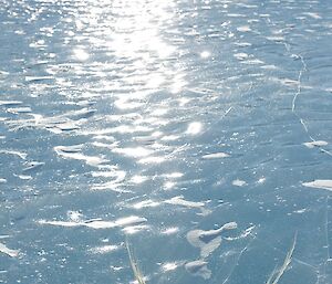 Snow petrel Wings frozen into the surface of Lake Reynolds