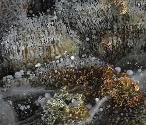 Lichen frozen partially under the surface of lake Barkell