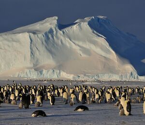 Adult emperor penguins with chicks on sea-ice with a very large iceberg behind