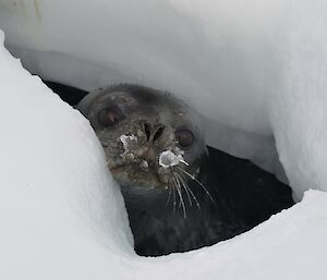 A Weddells seal appears at a hole in the sea-ice before attempting to haul out