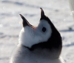 A chick lifting its head and holding back whilst whistling for food