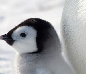 A healthy well fed chick resting against it’s parent