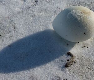 An emperor penguin egg lies frozen on the sea-ice