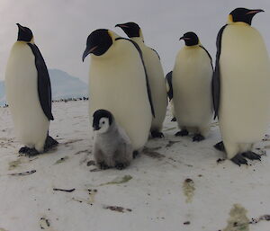 A small group of adults and one chick approached the photographer