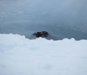 A Weddell seal’s nostrils just appearing above the water