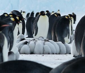 A small group of chicks forming a protective huddle