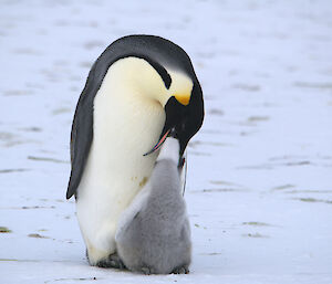 An adult emperor penguin feeding its chick. The chick has its head entirely within the adult’s beak and mouth